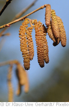 allergiebehandlung